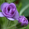 Primula Lilacina plena - abriachan nurseries